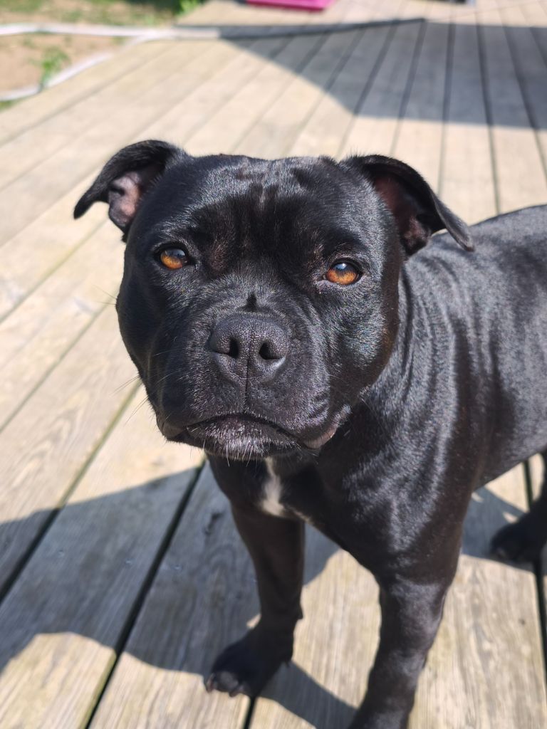 Publication : Des Phoenix Black And Blue 