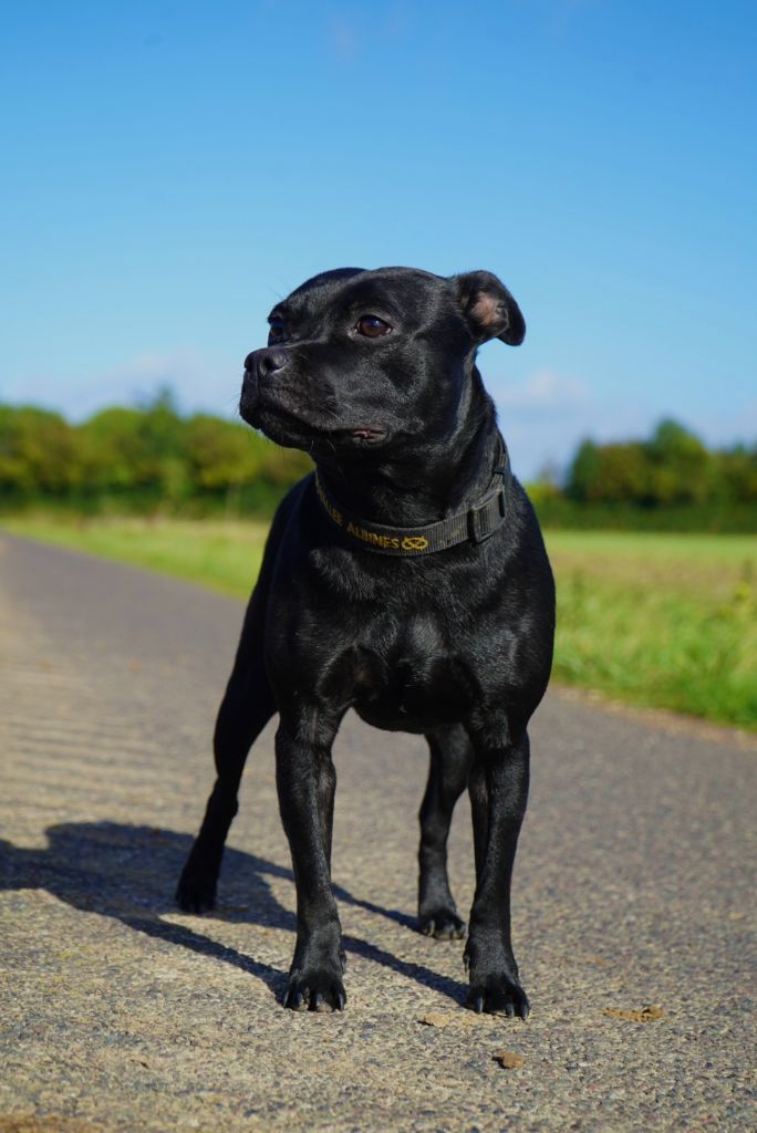 Publication : De La Vallee Albines 