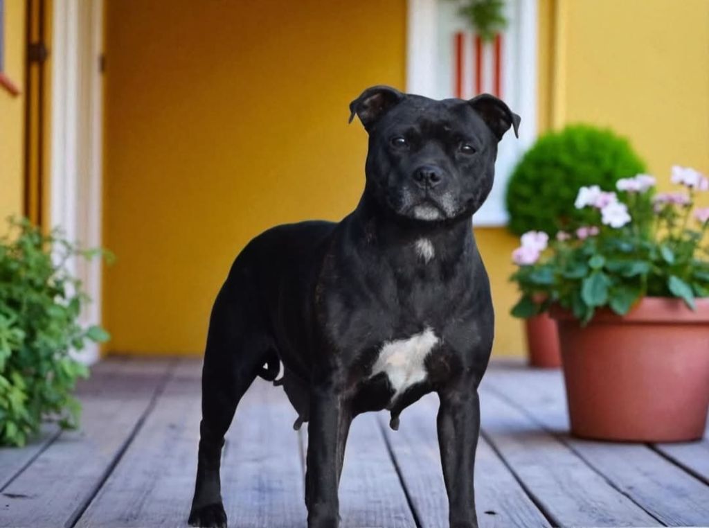 Publication : De L'Empreinte De Dog'star 