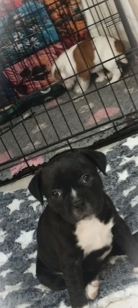 Publication : Guardians Of Storming Wheel