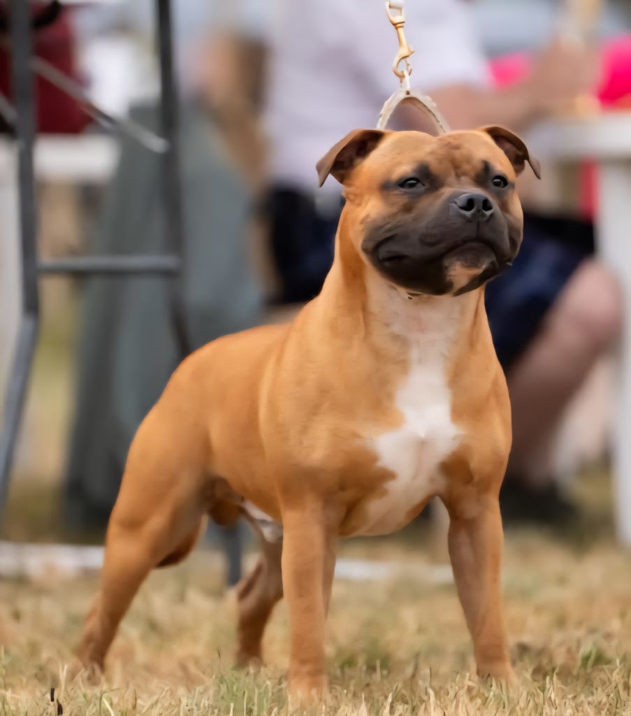 Publication : Staffords Slim Precious 