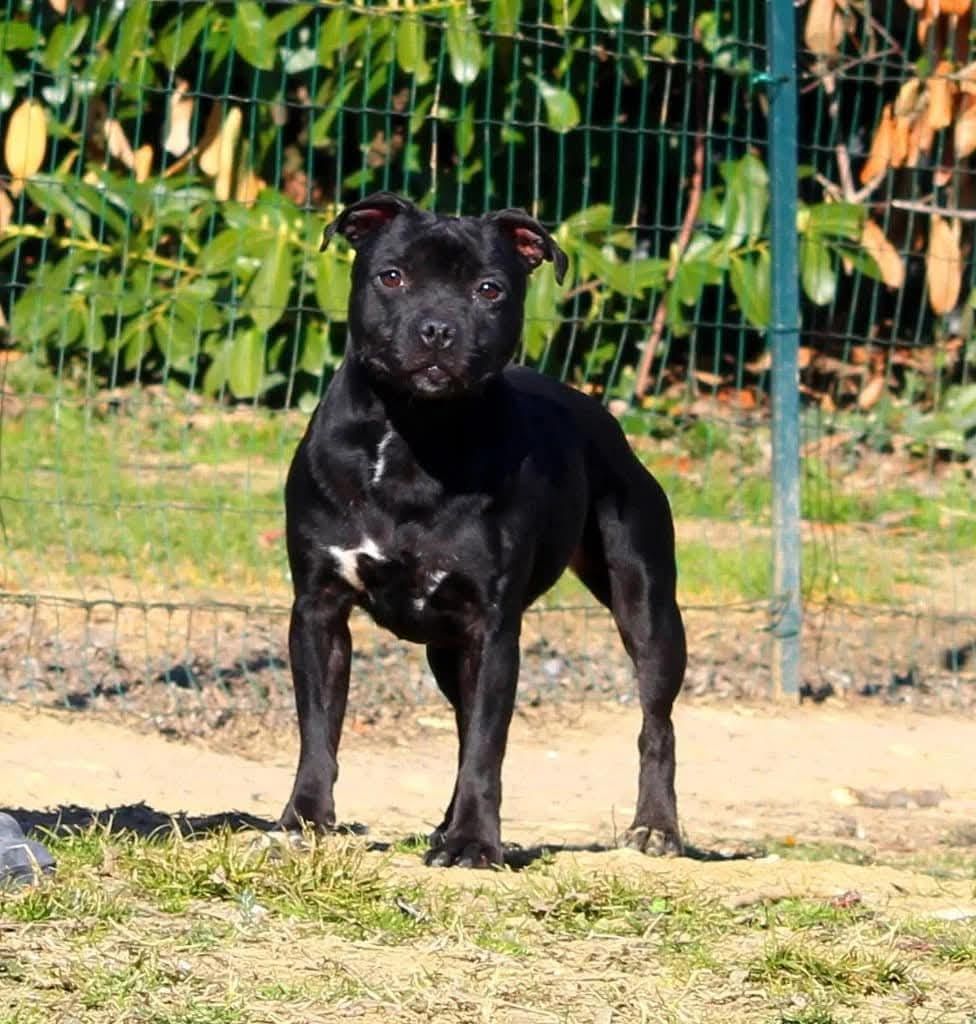 Publication : Terrier's Paradise Auteur : MARION PICOLI