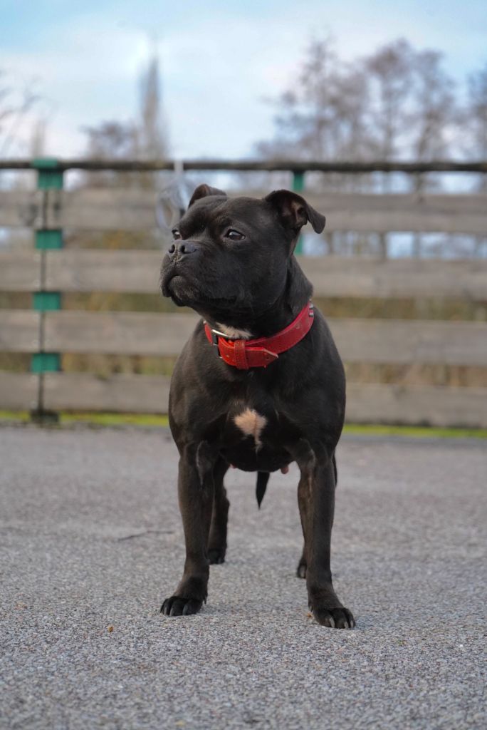 Publication : De La Vallee Albines 