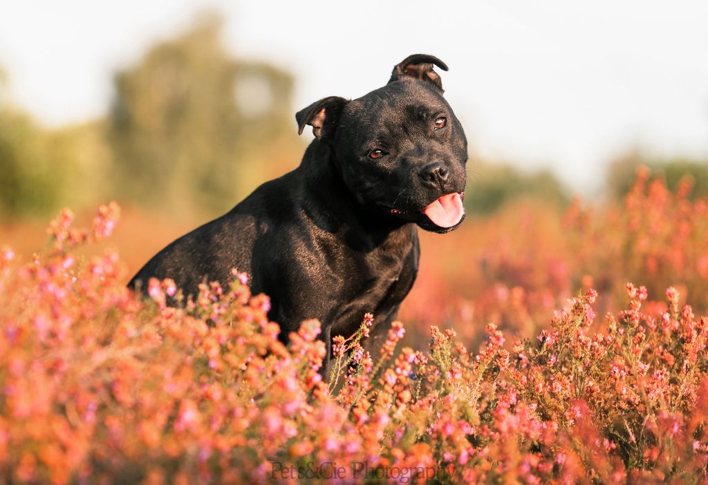 Publication : Du Saut Du Roi Auteur : Du Saut du Roi
