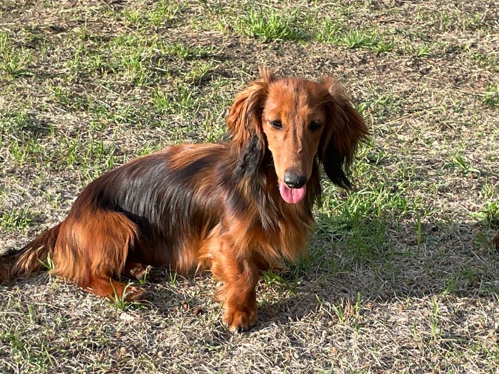 Publication : de Massugeon Auteur : Massugeon