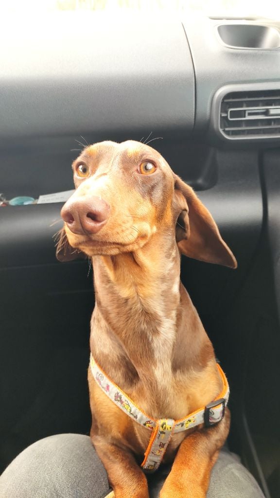 Publication : Petites Pattes En Liberte 