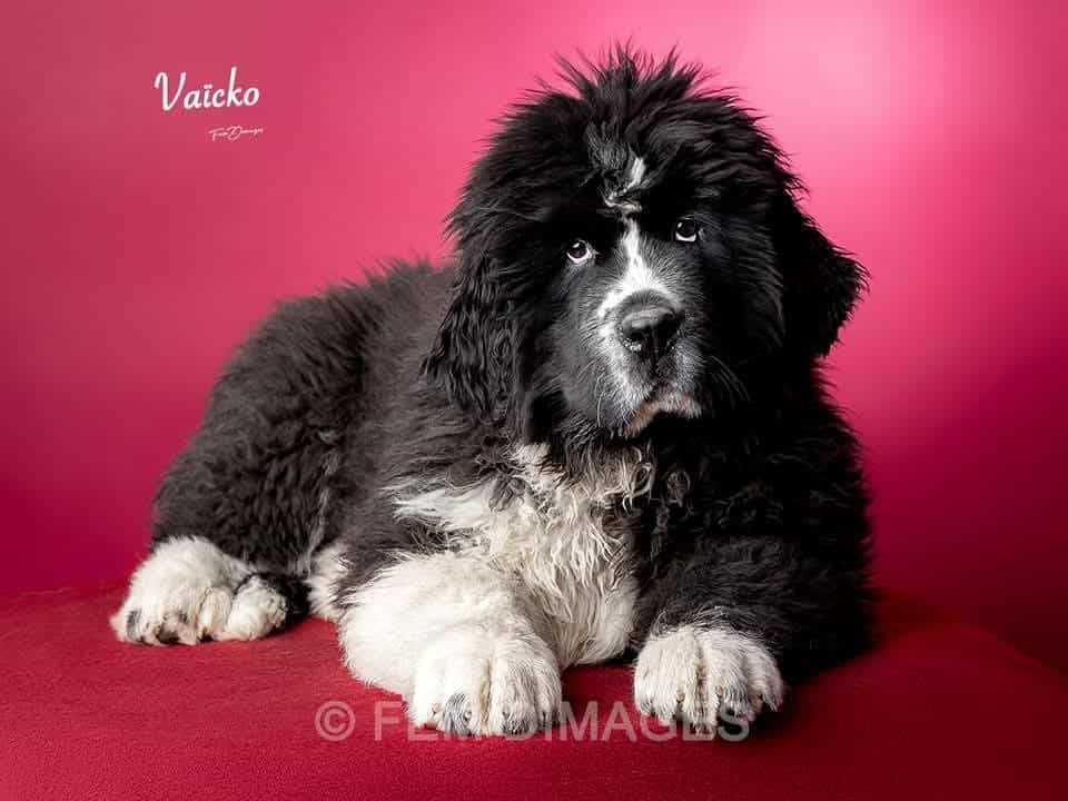 Publication : Des Oursons De L'Aisne Auteur : Des oursons de l’aisne