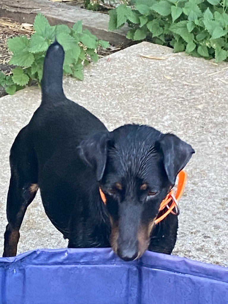 Publication : Des Hardis Des Dombes 