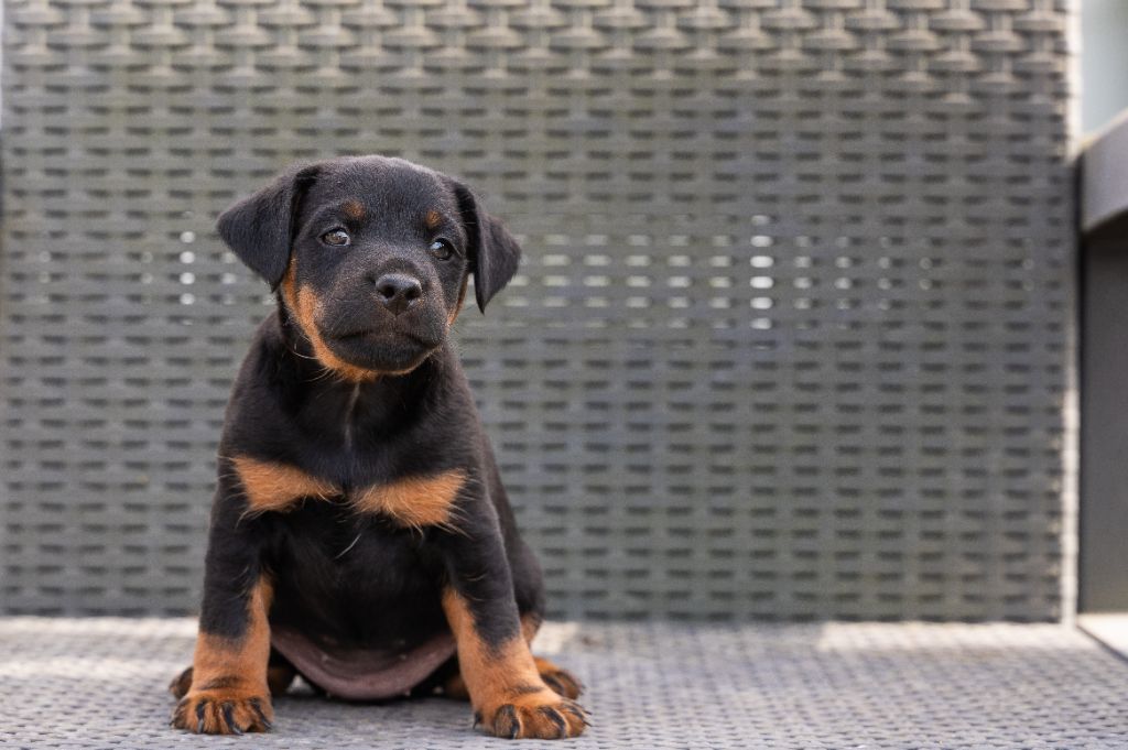 Publication : De La Maison De Paveroce 