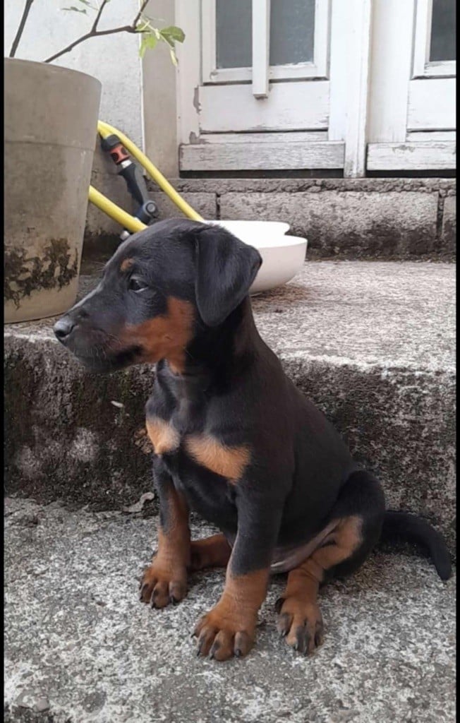 Publication : De La Colline De Montjuic 