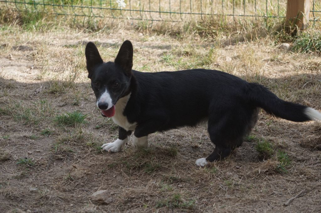 Publication : Snowy Mountain Fairy Sheperd 