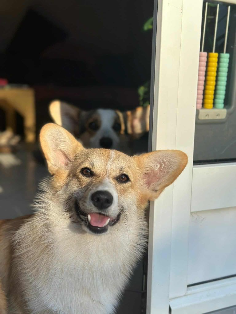 Publication : Des Petites Croquettes