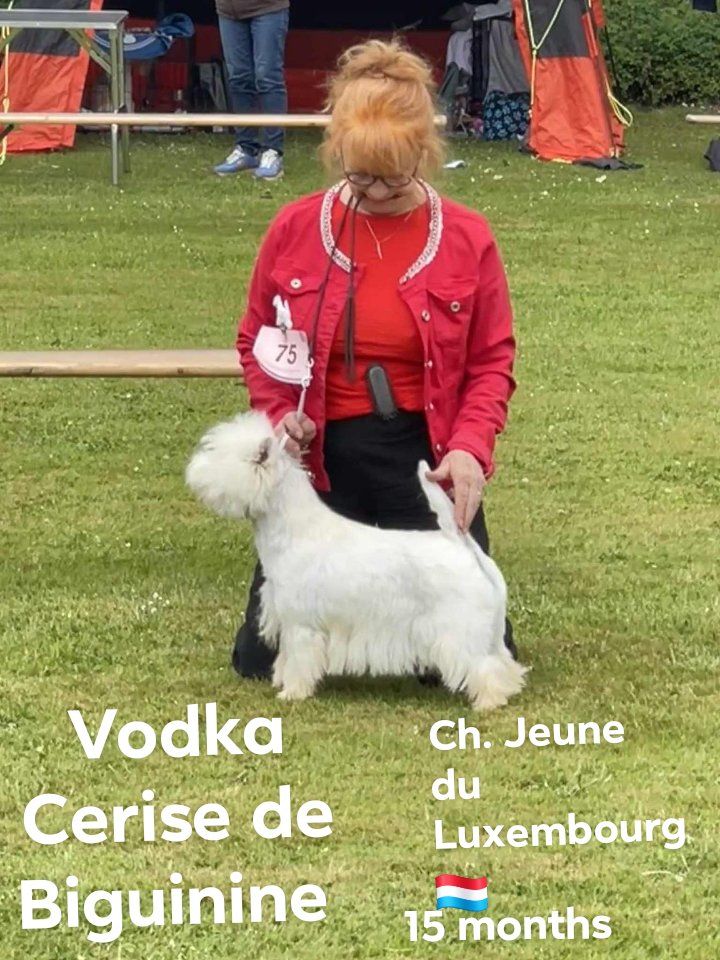 Publication : de Biguinine Auteur : @Biguininekennel