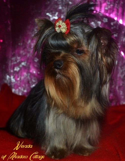 Publication : of Meadow Cottage Auteur : Isabelle Sarocchi