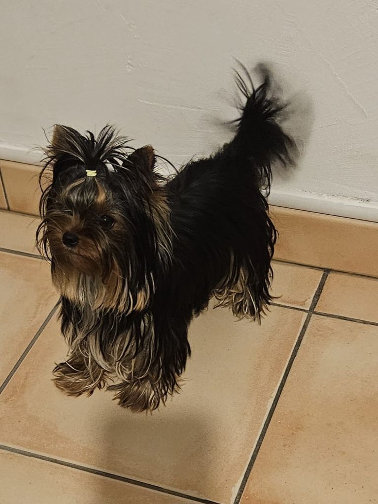 Publication : Du Mas Des Yorkies Love Auteur : MAS DES YORKIES LOVE