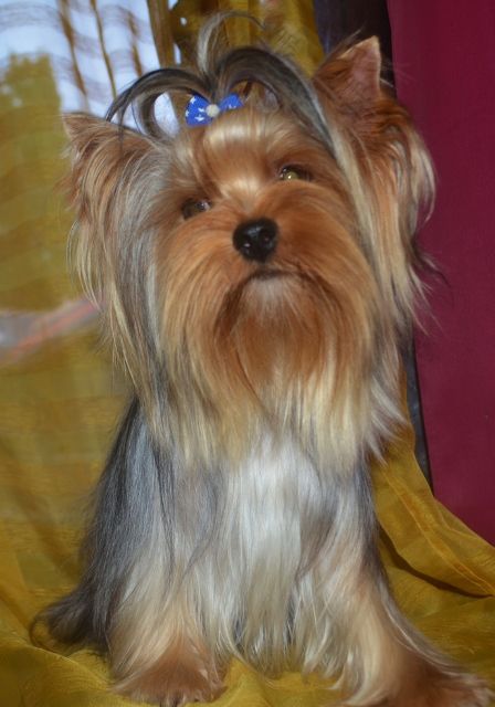 Publication : of Meadow Cottage Auteur : Isabelle Sarocchi