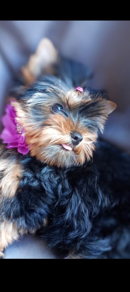 Publication : (Sans Affixe) Auteur : Aurore barche