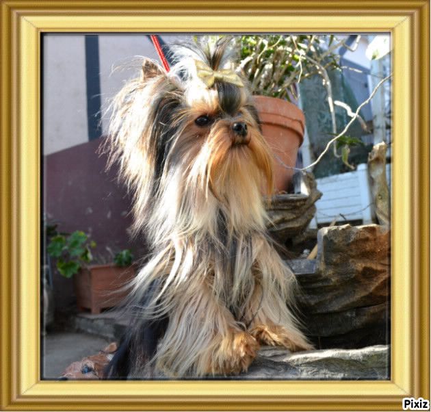 Publication : of Meadow Cottage Auteur : Isabelle Sarocchi 