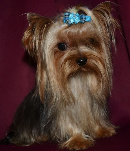 Publication : of Meadow Cottage Auteur : Isabelle Sarocchi