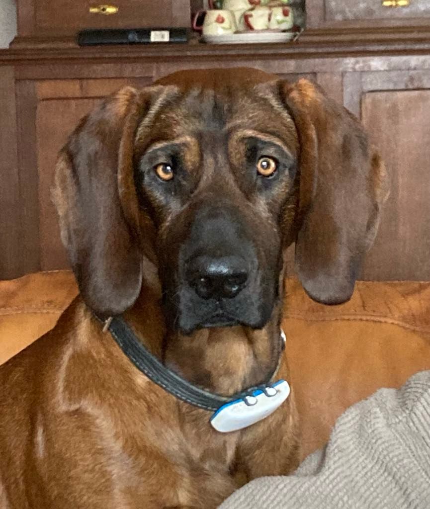 Publication : du marais de lorian