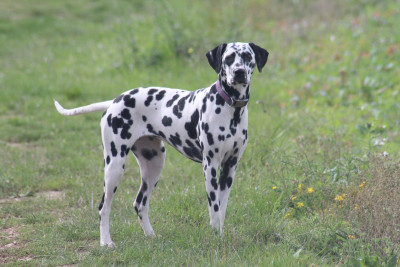 Étalon Dalmatien - Uma Des Dalma d'Olympe