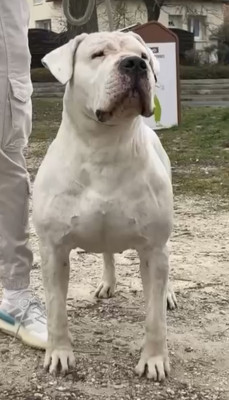 Étalon Dogo Argentino - Shalaco dogo de la monteria del pampa