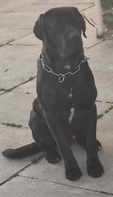 Étalon Cane Corso - Thor de Genevayse