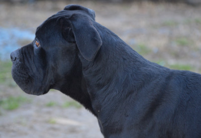 Étalon Cane Corso - Sally Du Règne De Malaudrea