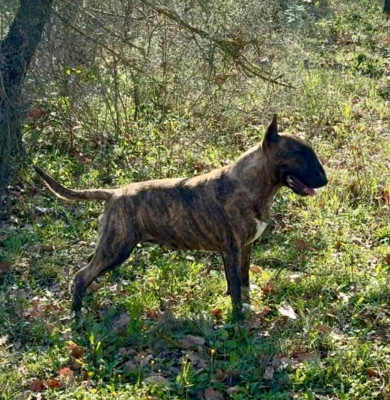 Étalon Bull Terrier - uzee-bee of Bull's city