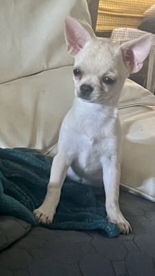 Étalon Chihuahua - Adjie des salamandres de mankaoure