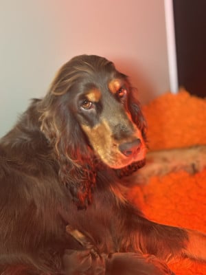 Étalon Cocker Spaniel Anglais - V'Roxy du domaine de sainte gladyce