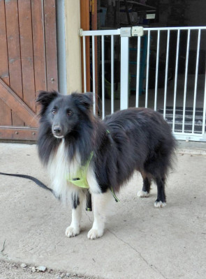 Étalon Shetland Sheepdog - VVALLACE Of Chiprey's Hamlet