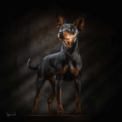Étalon Pinscher nain - Venizi de la Cité des Princes De La Cité Des Princes
