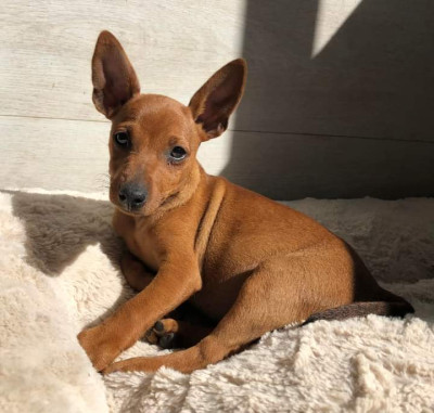 Étalon Pinscher nain - Volcane De La Plaine Bretonne