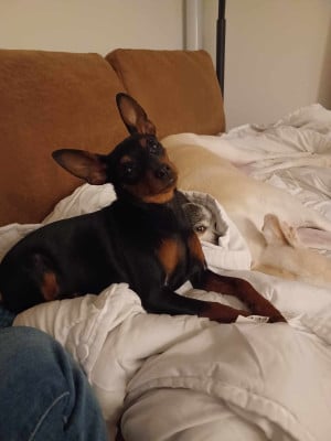 Étalon Pinscher nain - Ravishing Rose the island of treasures