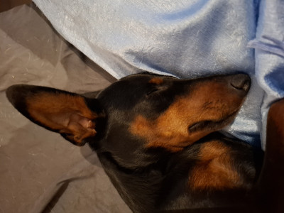 Étalon Pinscher nain - Valencia De la Maison d'Este