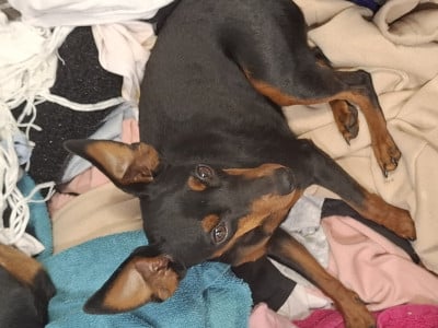 Étalon Pinscher nain - Vaiana De la Maison d'Este