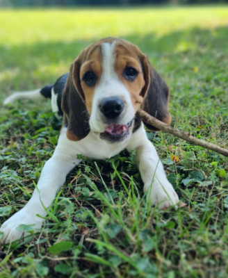 Étalon Beagle - alto De La Côte Chantreux