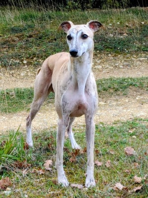 Étalon Whippet - Un d'artagnan du clos d'Arlequin
