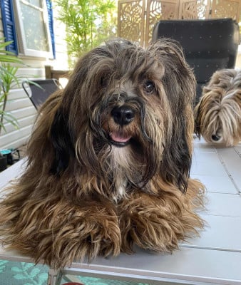 Étalon Bichon Havanais - Valentino Amigo Del Hombre