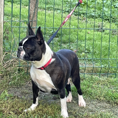 Étalon Boston Terrier - Diams Black Sally