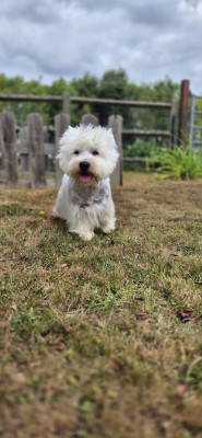 Étalon West Highland White Terrier - Usko du jardin des korrigans