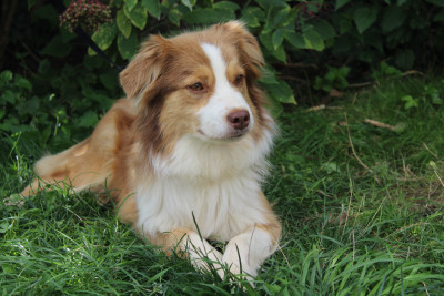 Étalon Berger Américain Miniature - SYMIA golden lady de gens de garonne