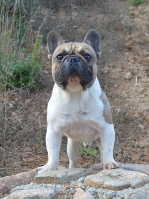 Étalon Bouledogue français - Urkan de la Vallée des Mammouths