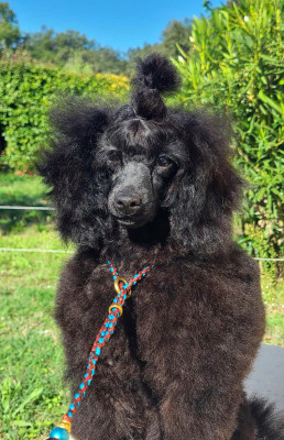 Étalon Caniche - Angelo mister black des Nuits De Nacre