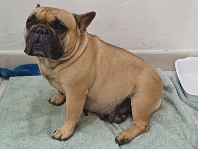 Étalon Bouledogue français - Sibelle (Sans Affixe)