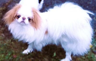 Étalon Epagneul Japonais - UMINJI du Dieu de la Lumiere