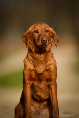 Étalon Labrador Retriever - Masters of Water Topless