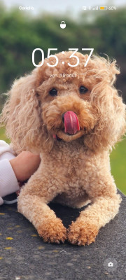 Étalon Caniche - Tessy belle Del rey rakashi