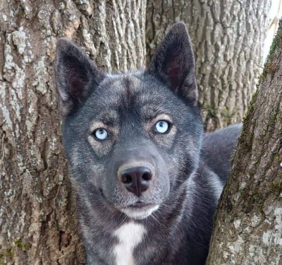 Étalon Siberian Husky - U' Louve Blue Escape